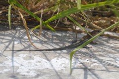 Aspidoscelis guttatus