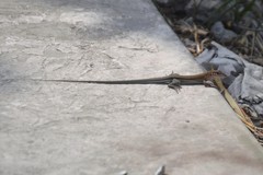 Aspidoscelis guttatus