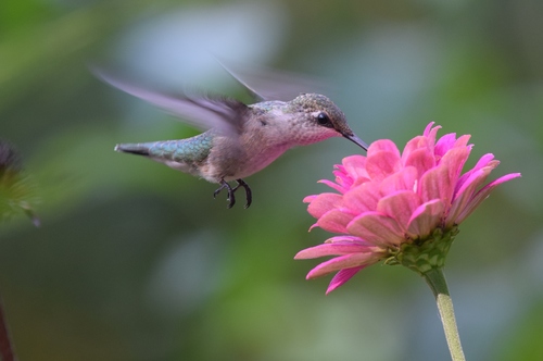 Ruby-throated Hummingbird photographed in Missouri