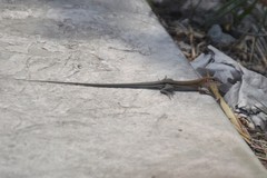 Aspidoscelis guttatus