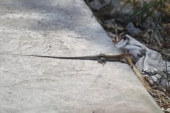 Aspidoscelis guttatus