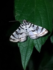 Conchylodes ovulalis