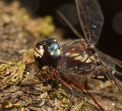 Austroaeschna atrata