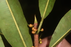 Ficus sphenophylla