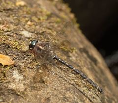 Austroaeschna atrata