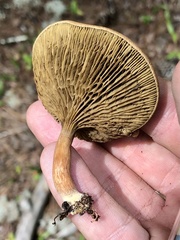 Phylloporopsis boletinoides