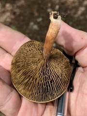 Phylloporopsis boletinoides