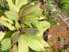 Valanga nigricornis rammei