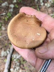 Phylloporopsis boletinoides