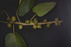 Ficus eximia