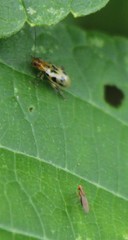 Systena nigroplagiata