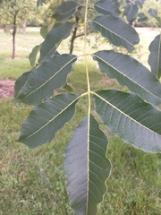 Phellodendron lavallei