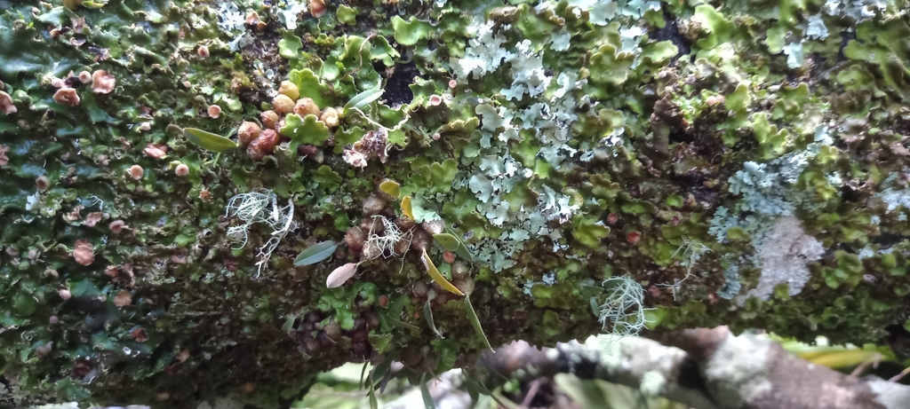 Bulbophyllum tuberculatum