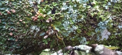 Bulbophyllum tuberculatum