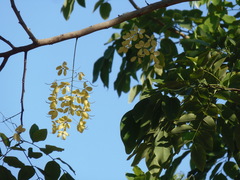 Cassia fistula