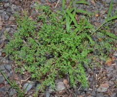 Paronychia fastigiata