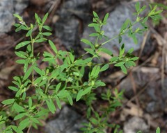 Paronychia fastigiata