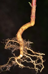 Paronychia fastigiata