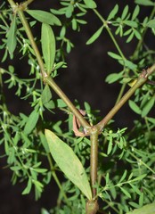 Paronychia fastigiata