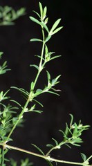 Paronychia fastigiata