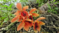 Houlletia brocklehurstiana