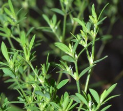 Paronychia fastigiata