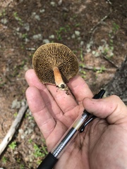 Phylloporopsis boletinoides