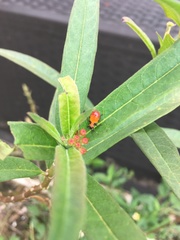 Oncopeltus cingulifer