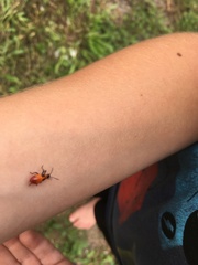 Oncopeltus cingulifer