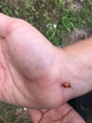 Oncopeltus cingulifer