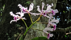 Cattleya crispa