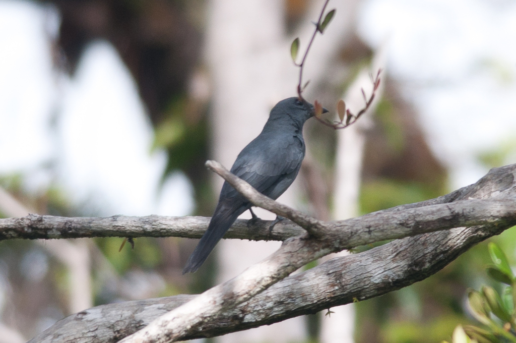 Slaty Cuckooshrike
