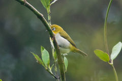 Zosterops japonicus montanus