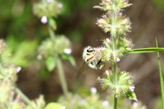 Bombus sonani