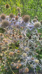 Eryngium planum