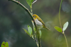 Zosterops japonicus montanus