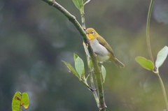 Zosterops japonicus montanus