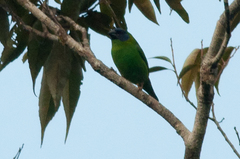 Erythrura trichroa