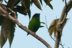 Erythrura trichroa