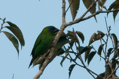 Erythrura trichroa