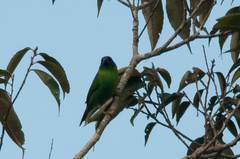 Erythrura trichroa