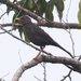 Turdus deningeri - Photo (c) Peter Wilton, algunos derechos reservados (CC BY-NC), subido por Peter Wilton