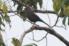 Turdus poliocephalus