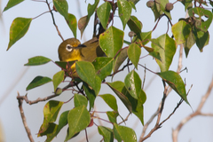 Zosterops japonicus montanus