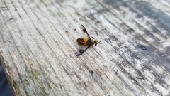Chrysops lateralis