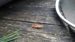 Otiocerus coquebertii