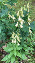 Digitalis grandiflora