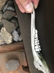 Odocoileus virginianus