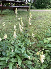 Digitalis grandiflora