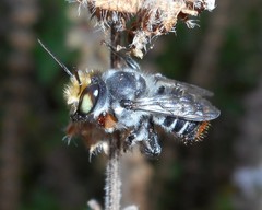 Megachile chrysopyga